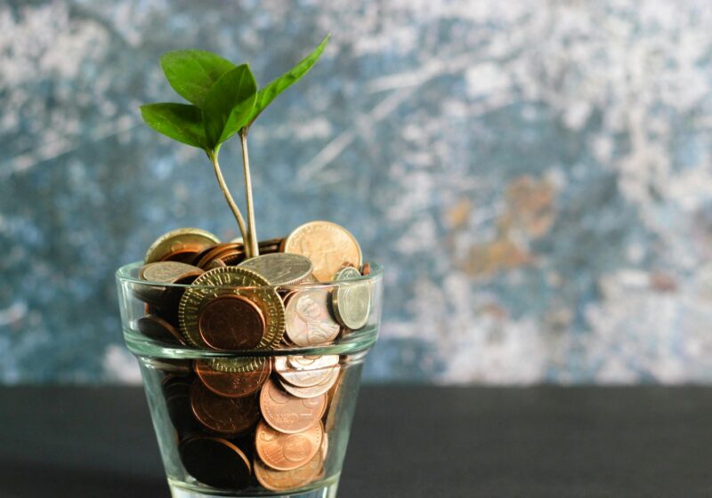 green plant in clear glass vase