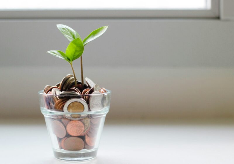 green plant in clear glass cup