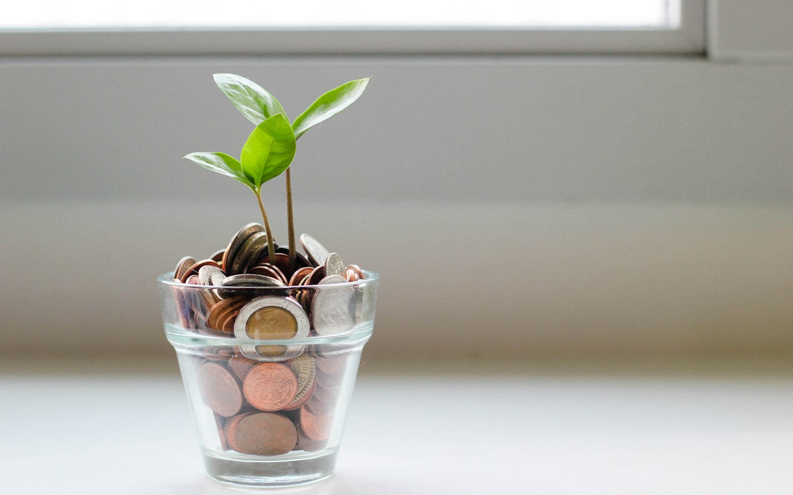 green plant in clear glass cup
